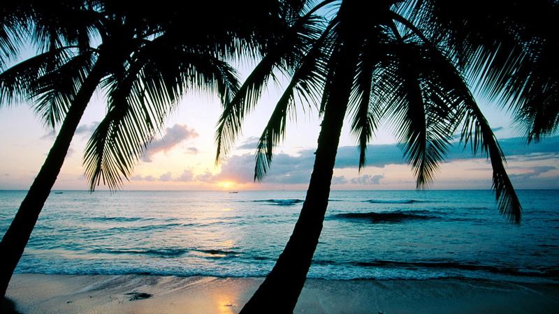land, palm trees, sky, tropical tree, no people, 1080P, scenics - nature, photography, coconut, tranquil scene, silhouette, coconut palm tree, beach, sea