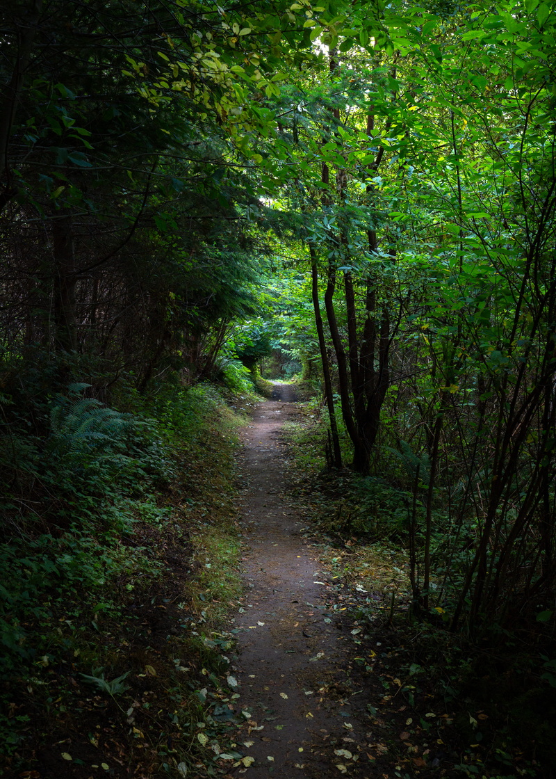 washington state, vertical, dirt road, tranquility, growth, forest, the way forward, issaquah, tree canopy, outdoors, vegetation, pnw, plant, footpath