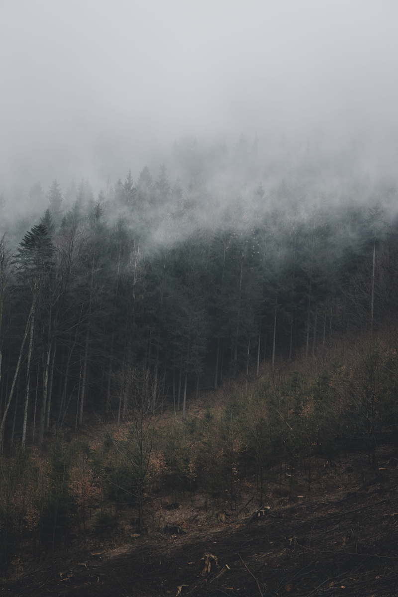 landscape, tranquility, non-urban scene, leaf, slope, fog, wood, beauty in nature, land, green, no people, scary, trees, tranquil scene, hill, mood, nature
