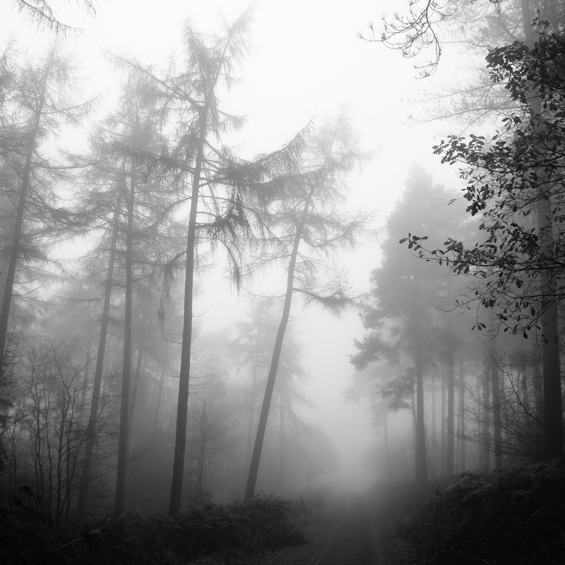 foggy, leaf, misty, environment, forest, day, scary, 2K, tree, land, sky, autumn, nature, mysterious, trees, mist, non-urban scene, beauty in nature, tranquility