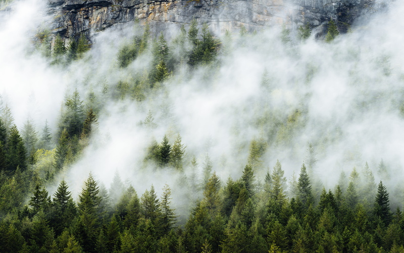 growth, fog, power in nature, land, day, coniferous tree, eerie, evergreen tree, mountain, trees, washington, pine, woodland, plant, nature, non-urban scene