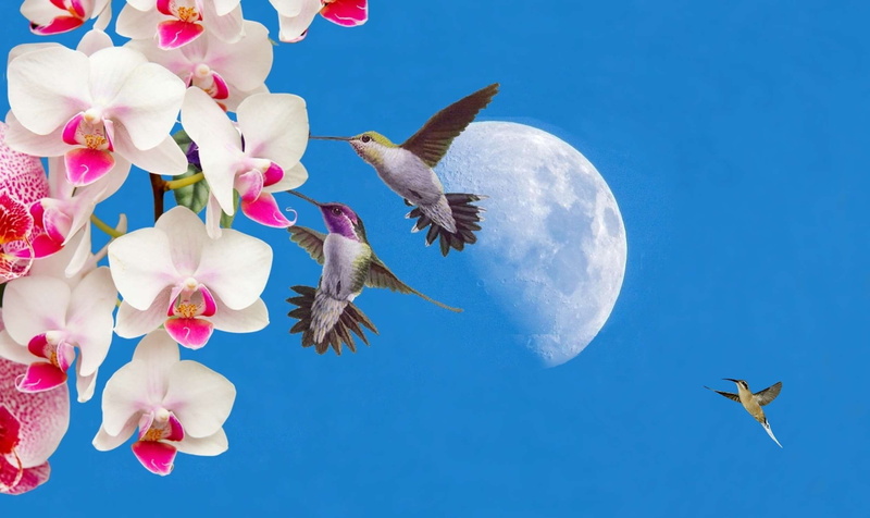 animal, orqudeas, bird, cu azul, flowering plant, springtime, animal wildlife, blue, no people, beija flor, flower head, mid-air, lua, plant, flower, pink color