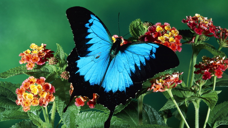flores, 1080P, insecto, animales, mariposa, azul