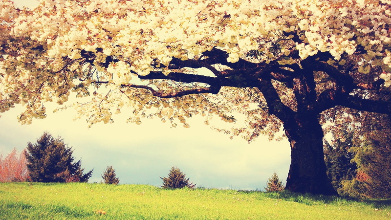 tranquility, growth, change, landscape, no people, trunk, scenics - nature, arbol, field, naturaleza, land, hojas, springtime, autumn, tree, plant, cherry blossom