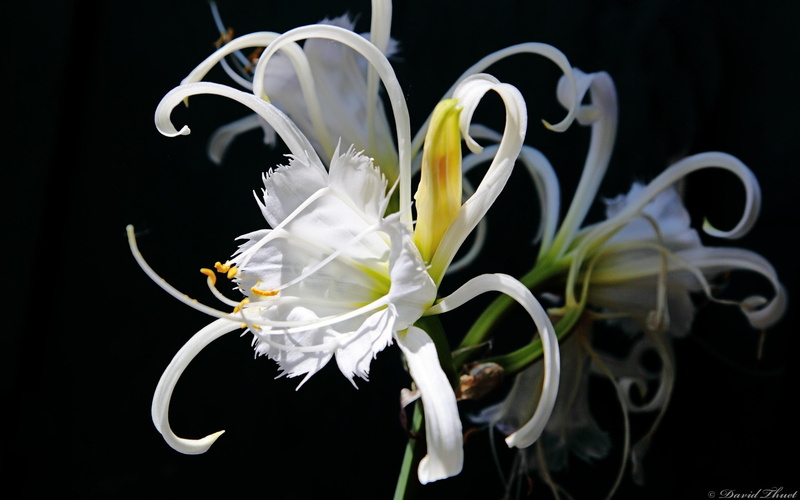 2K, white, blanca, 3d and abstract, spider, flor, exotica, lilies