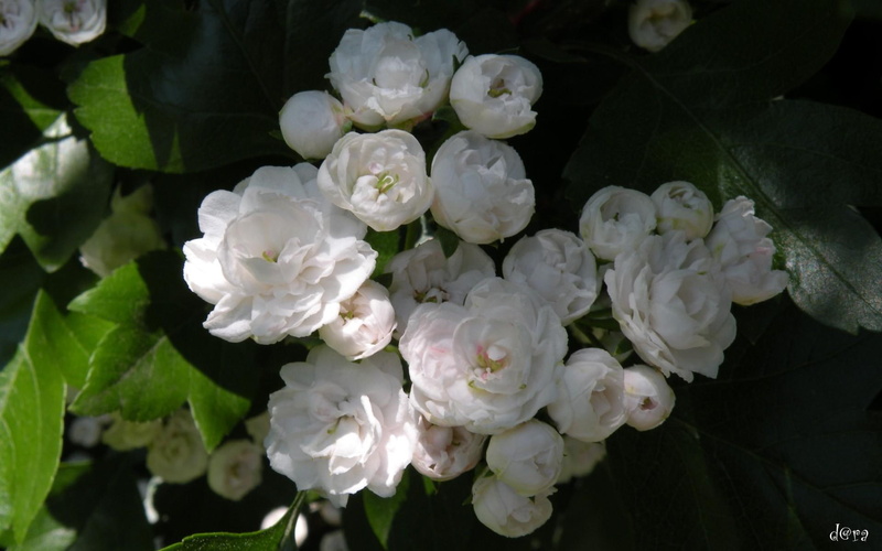 flowers, white, 3d and abstract, 1080P, blancas, flores, bonitas