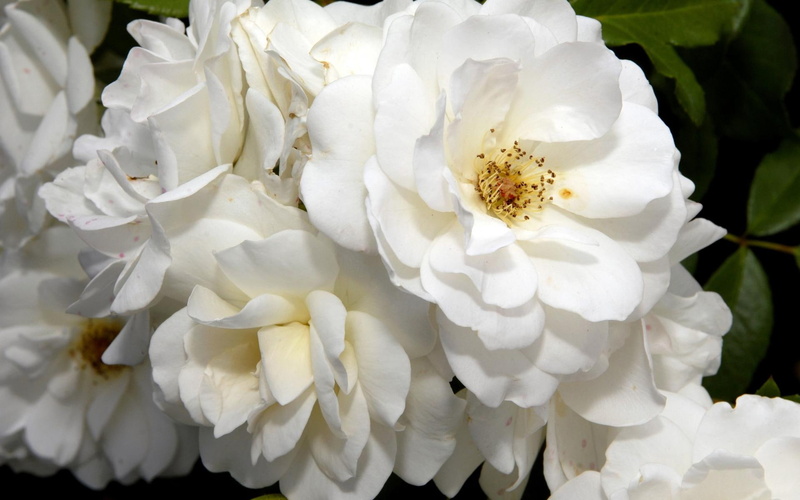 3d and abstract, white, solamente, 1080P, blancas, bellas