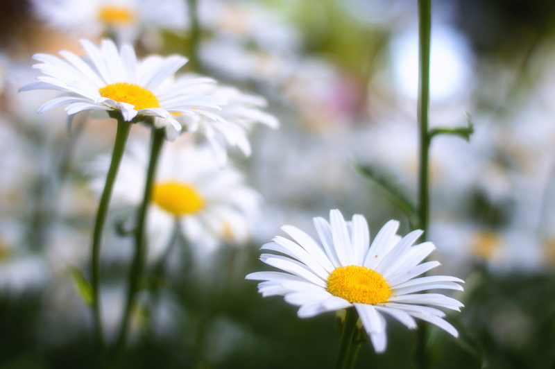 5K, white, photography, Blancas, nikon, Daisies, springtime, f1, grass, plant, flores, meadow, yellow, chamomile, flora, Margaritas, vulgare, green Color
