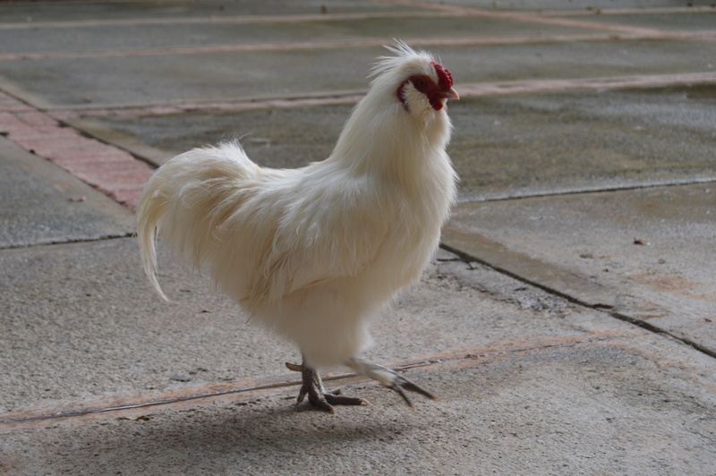 nature, chicken - bird, pets, gallina blanca, domestic, close-up, poultry, bird, white color, hen, male animal, rooster, one animal, mammal, day, chicken