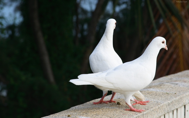 palomas, animales, aves, 2K, blancas