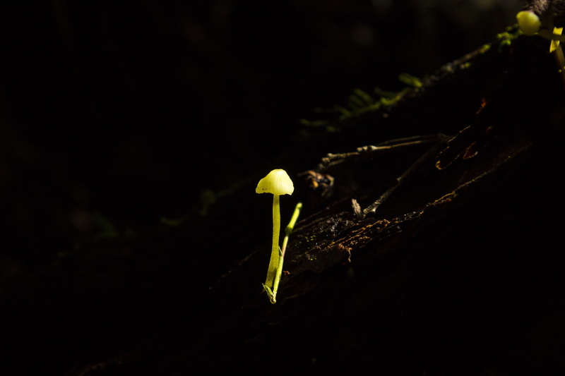 forest, chiloe, animal, flower head, studio shot, vulnerability, flowering plant, chile, green color, black background, fragility, beauty in nature, growth