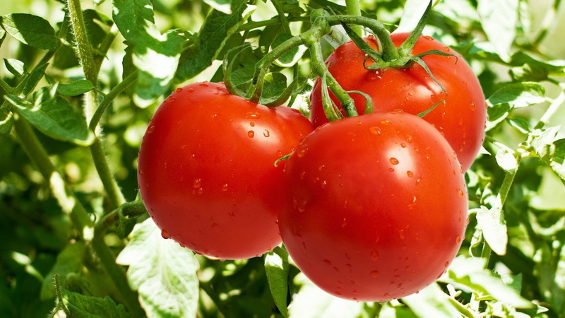 1080P, naturaleza, rojos, frutas, tomates