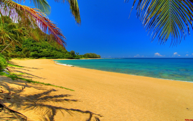 palmeras, playa, 1080P, tropical, mar