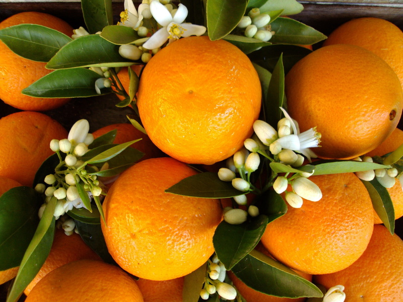 hojas, frutas, azahar, 1080P, naturaleza, naranjas