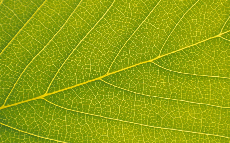 verde, 1080P, naturaleza, hoja