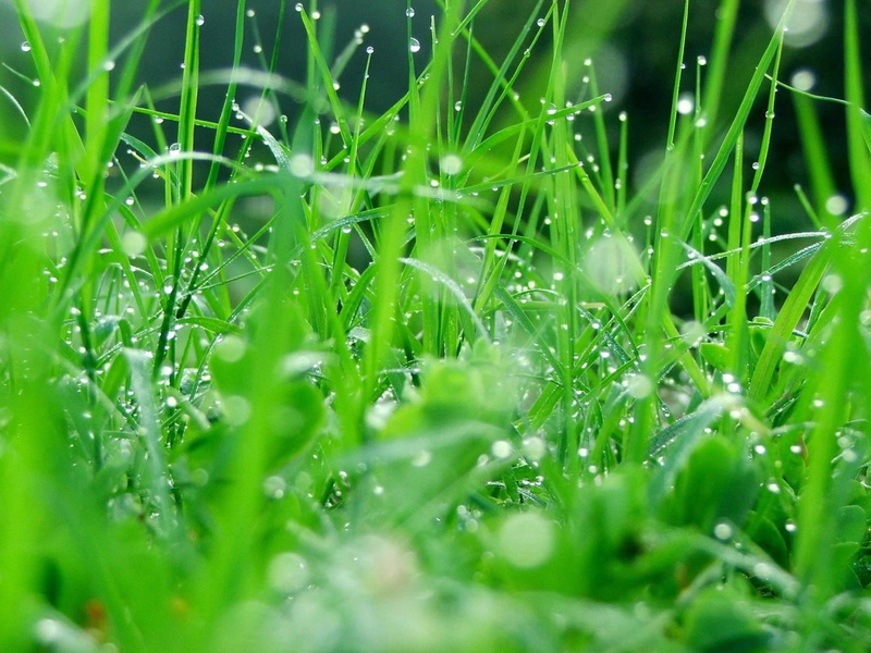 gotas, 720P, plantas, naturaleza, agua