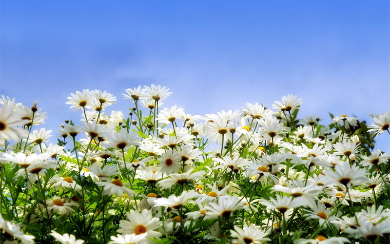 margaritas, 2K, flores, naturaleza, silvestres