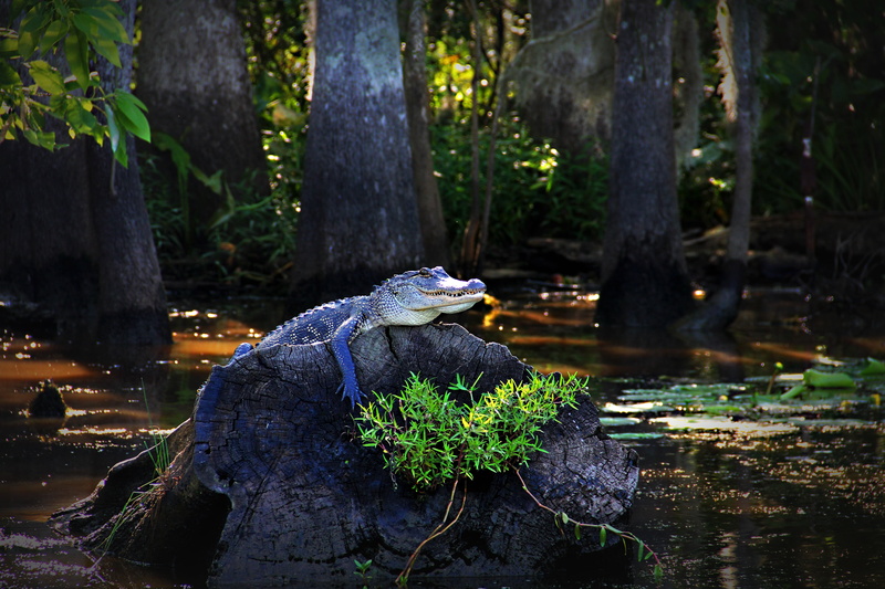 wood, stump, louisiana, outdoors, day, trunk, warm clothing, one person, gator, 5K, leaf, water, plant part, plant, swamp, alligator, adult, land, women