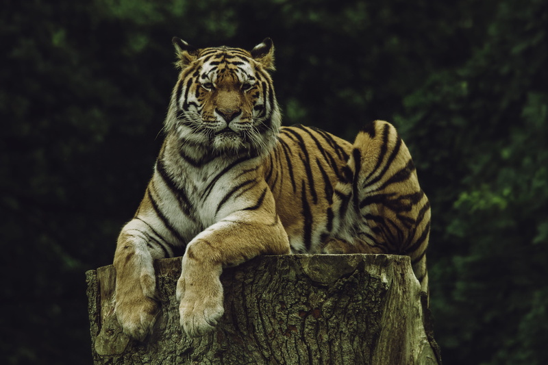 nature, wild, animal themes, bengal, animals in the wild, mammal, animal wildlife, dark, animal, predator, cat, focus on foreground, outdoors, 4K, slab