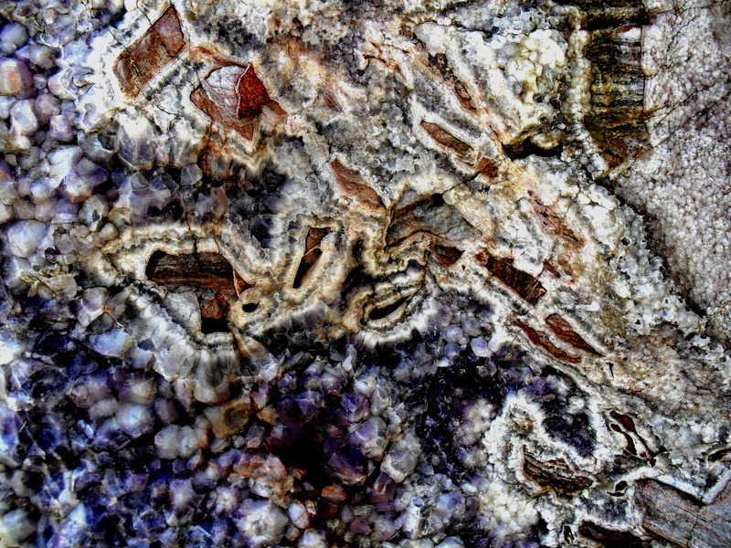 beauty in nature, textured, patterns, Reds, Conglomerate, tree trunk, animal wildlife, banding, agate conglomerate, purple, animal themes, backgrounds