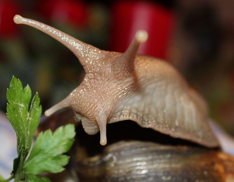 animal wildlife, crawling, no people, plant part, Agate, nature, animal themes, slimy, focus on foreground, animal antenna, animals in the wild, slow, slug