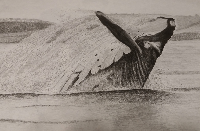 waterfront, paper, day, Sketching, land, pencil, driftwood, Draw, beach, vertebrate, nature, sea life, animal wildlife, one animal, drawing, animal themes