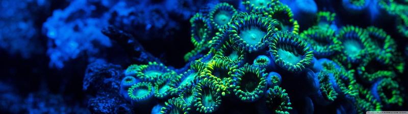 eau, water, sous-marine, dual, aquatique, multi, multiple, sous, aquatic, monitor, vie, under, 4K, screen