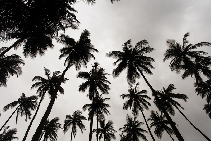 forrest, sky, cloud - sky, tropical climate, worm, liberium, vie, gray, cloud, tall - high, tropical tree, scenics - nature, no people, palmera, outdoors