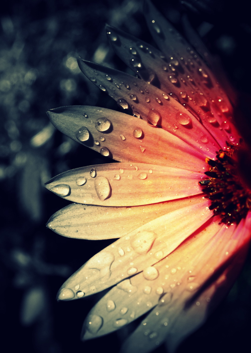 god, save, Olympus, shallow, photography, de, NandB, flower  garden, BandW, flowers, pink, rain, plant, single Flower, noir et blanc, rose  pink, zoom