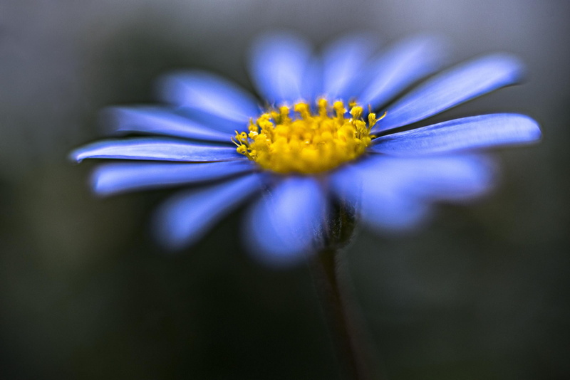 beauty In Nature, flower Head, parfum, la vie, bien, EUROPE, serene, petaled, springtime, macro, Nikon D750, peace, bleu, freshness, closeup, pov, petal