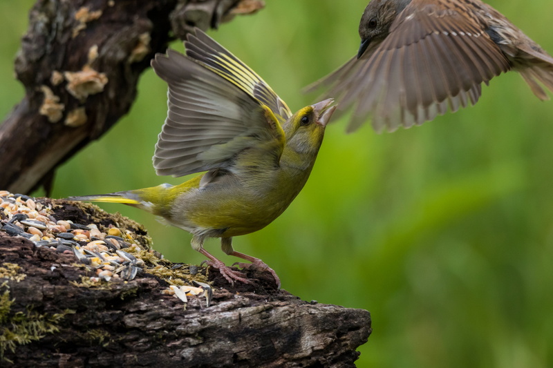 5K, charente, mouchet, flying, modularis, backyard, wildlife, outdoors, tree branch, yellow, animal, birds, sauvage, bird, Prunella modularis, bird Watching
