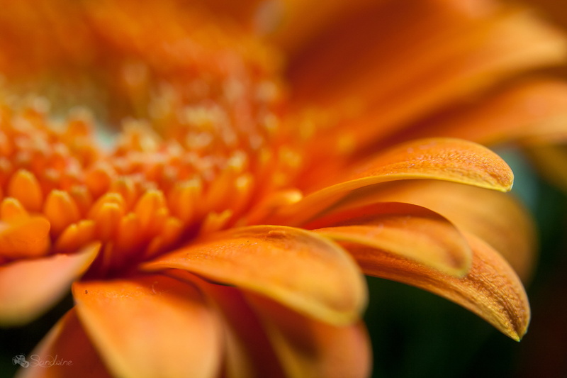 4K, closeup, plant, Gerbera, petals, vie, petal, Lightroom, flower, flower Head, de, Sandrine, nature, yellow, summer, close-up, photo, fleur, eos, beauty In Nature