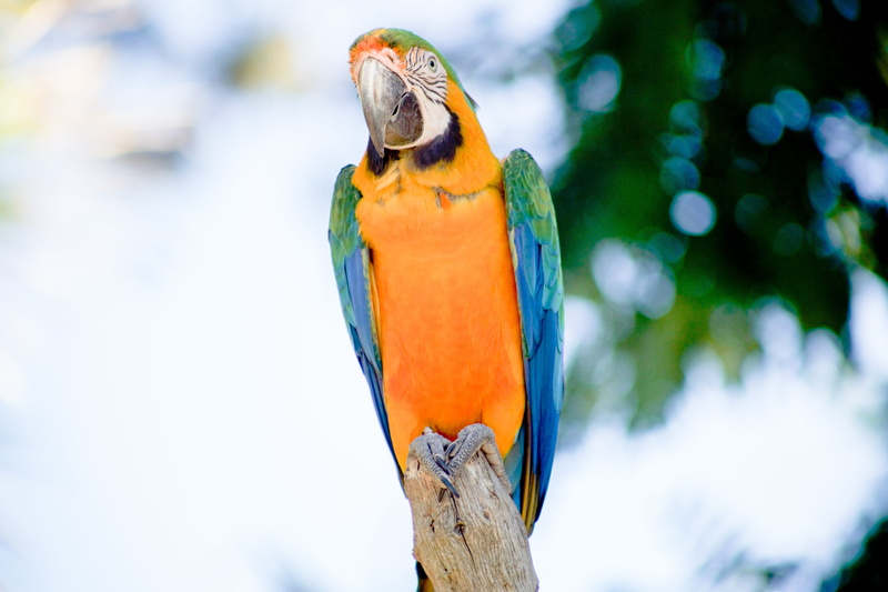 sauvage, bokeh, nice, beauty in nature, flou, 5K, wildlife, parrot, day, vida, outdoors, blur, wild, vertebrate, nature, one animal, wooden post, turismo