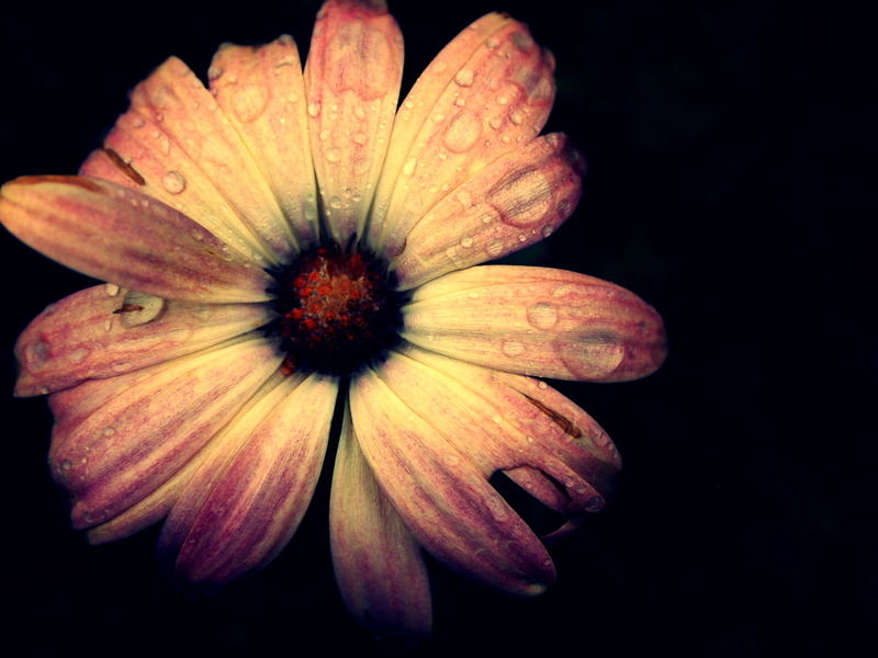 flower  garden, la, nature, 4K, colour, god, flower, de, couleur, petaled, close-up, goutte, fall, white, rain, environment, après, wildlife, After the Rain