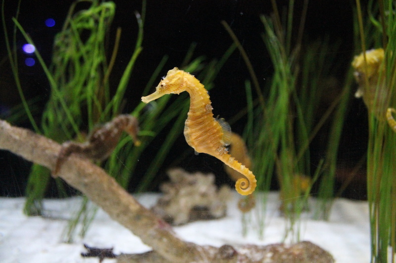 horsey, brown, sea life, seahorse, sea, pure water, animals in the wild, is, sea horse, animal wildlife, blue, nature, marine, fish, vertebrate, crystalline