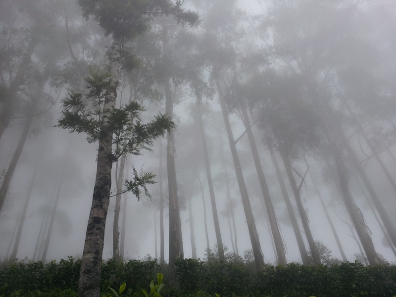 forest, trunk, low angle view, liptons seat, nature, growth, hazy, cylon, tranquility, tree trunk, day, woodland, sri lanka, sky, asia, non-urban scene