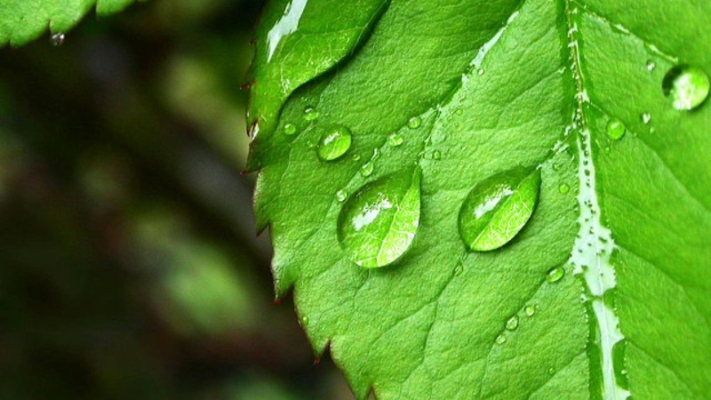 gotas, 2K, agua, sobre, verde, hoja