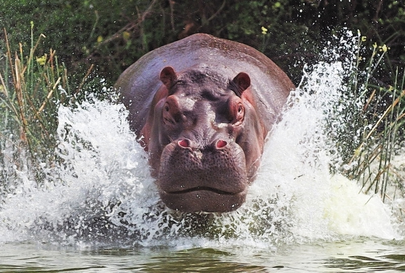 outdoors, hippopotamus, water, Animales, herbivorous, animals in the wild, hipopotamo, animal head, animal themes, one animal, splashing, 1080P, mouth open