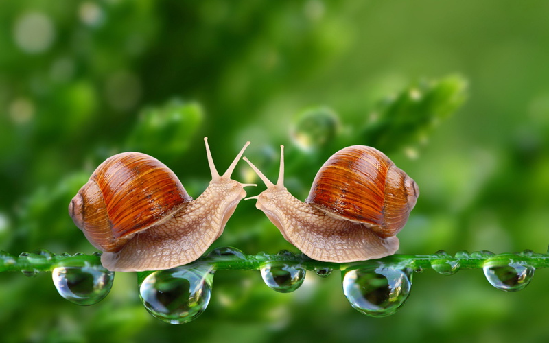 plant, gastropod, animals in the wild, animal wildlife, 2880x1800 px, Animales, shell, growth, brown, 2K, animal, Agua, mollusk, beauty in nature, snail