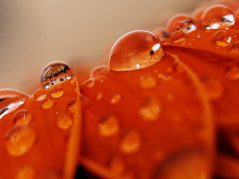 water, close-up, orange, gota, macro, red, droplets, flower, flower  flower, petaled, photo, close, agua, marco, Deep, water droplets, nature, flowers