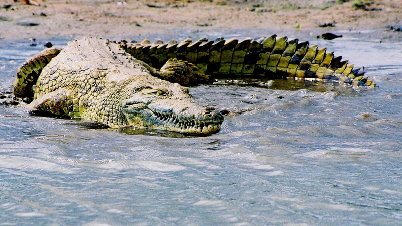 cocodrilo, agua, animales, reptil, 2K