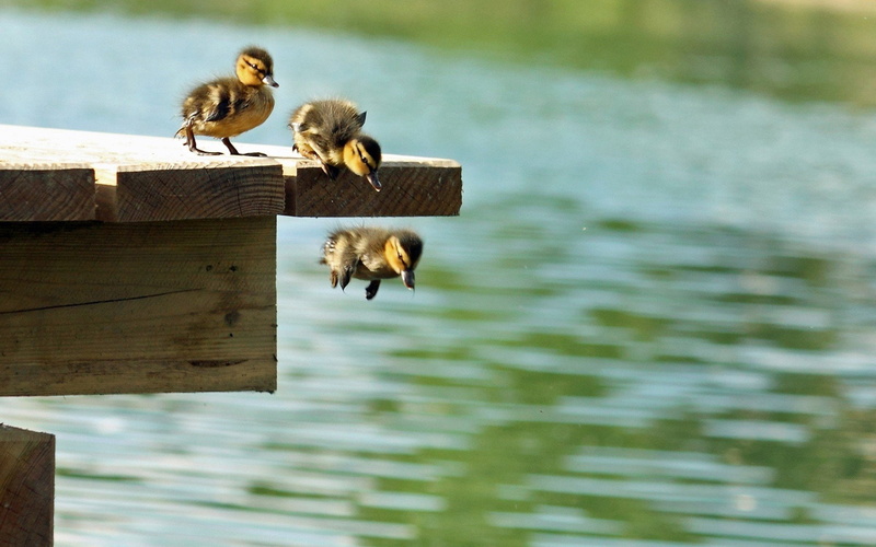 Bebe, Animales, Salto, patos, 1080P, Agua