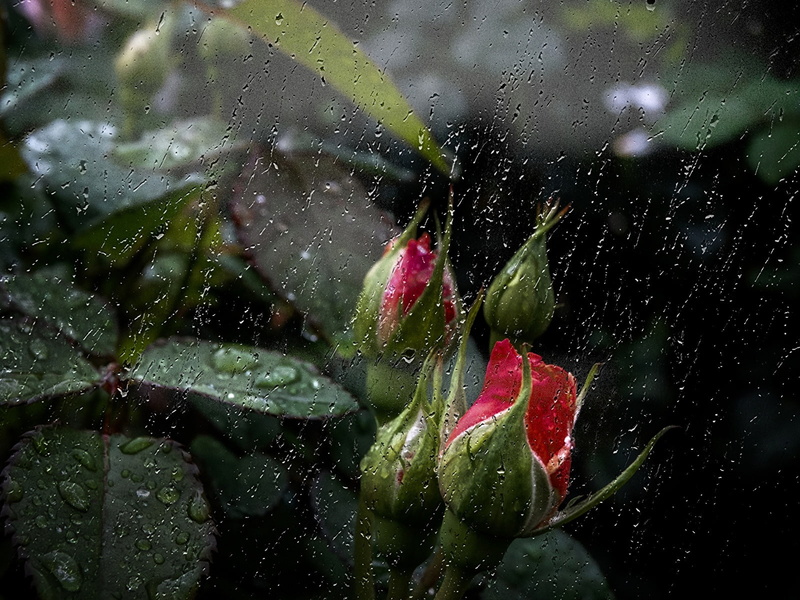 naturaleza, gotas, lluvia, 720P, capullos