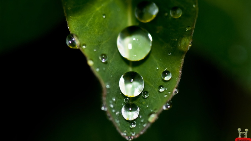 lluvia, hoja, 1080P, naturaleza, gotas