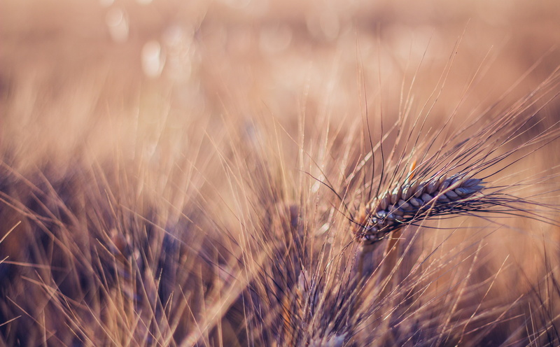 animal wildlife, day, lubuntu, Ubuntu, beauty in nature, trigal, agro, cereal plant, cimmyt, nature, Rural, no people, canon, espiga, raring, milestone