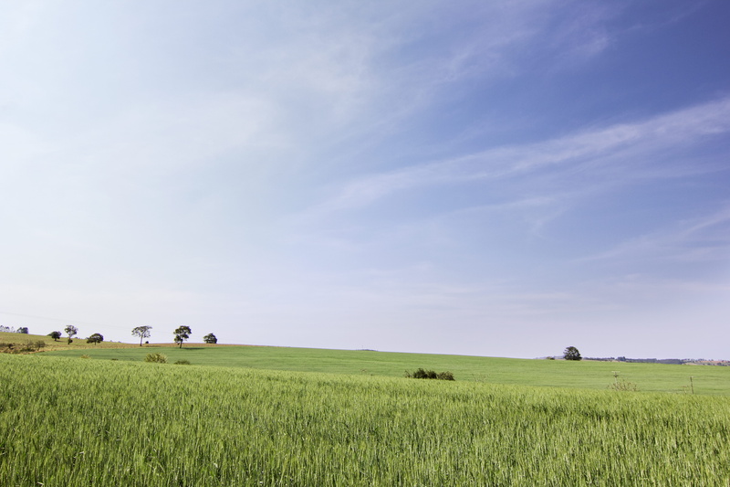grass, nature, landscape, day, growth, weiss, brazil, rural scene, green color, environment, tranquil scene, campo, plant, campina do monte alegre, agriculture