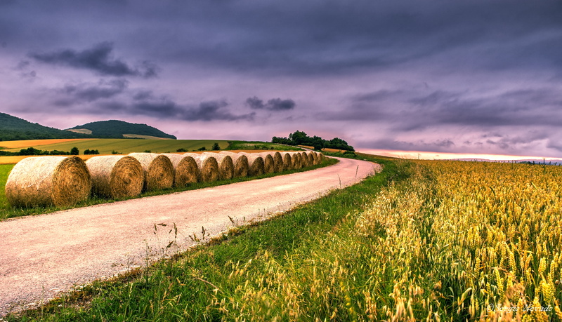 explored, road, wheat, trigo, sunset, outdoors, meadow, europe, land, harvesting, blue, grass, hay, sky, farm, 5K, recogida, italy, summer, landscaped