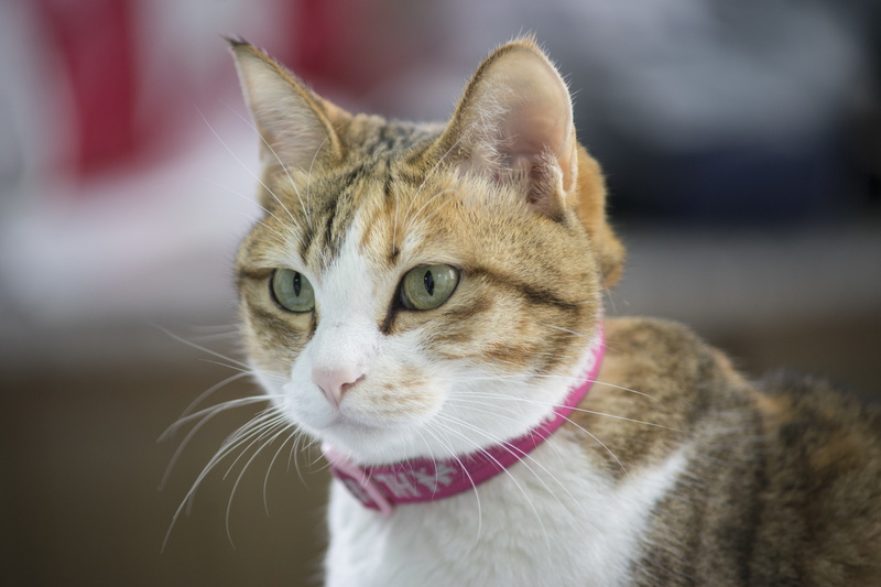 feline, F4, fur, looking, animal, IBIS, calico cat, Minolta, cute, cat, domestic Cat, A7, 5K, kitten, Beer Can, Mark2, mammal, calico, pets, domestic Animals