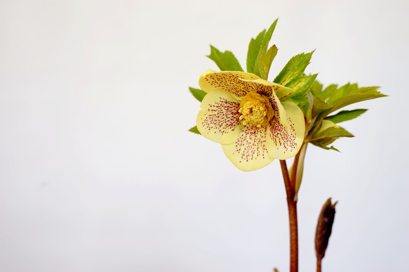 yellow moth, nature, orchid, Mellow  yellow, moth orchid, Ashwood, flower, plant, MD  Rokkor, F1.4, close-up, flower Head, moth, petal, yellow, Minolta  MD