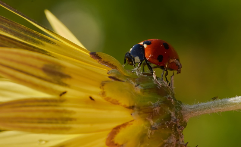 green Color, Coruña, mariquita, plant, lady, Gabriel, animals, Sony, close-up, grass, Lady Bug, bug, ladybug, sunflower, photography, beetle, outdoors